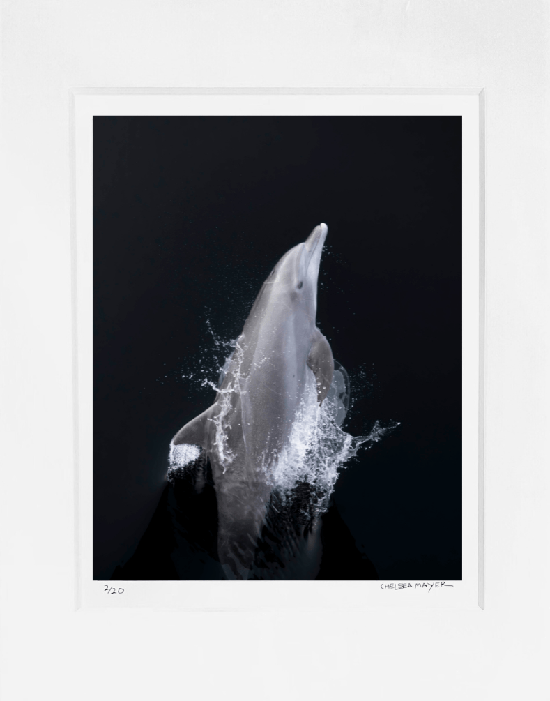"Bottlenose Dolphin Portrait" Limited Edition Print Chelsea Mayer Consignment