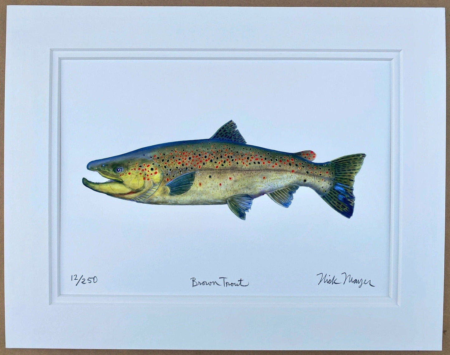 Brown Trout Giclee Print Nick Mayer Inventory