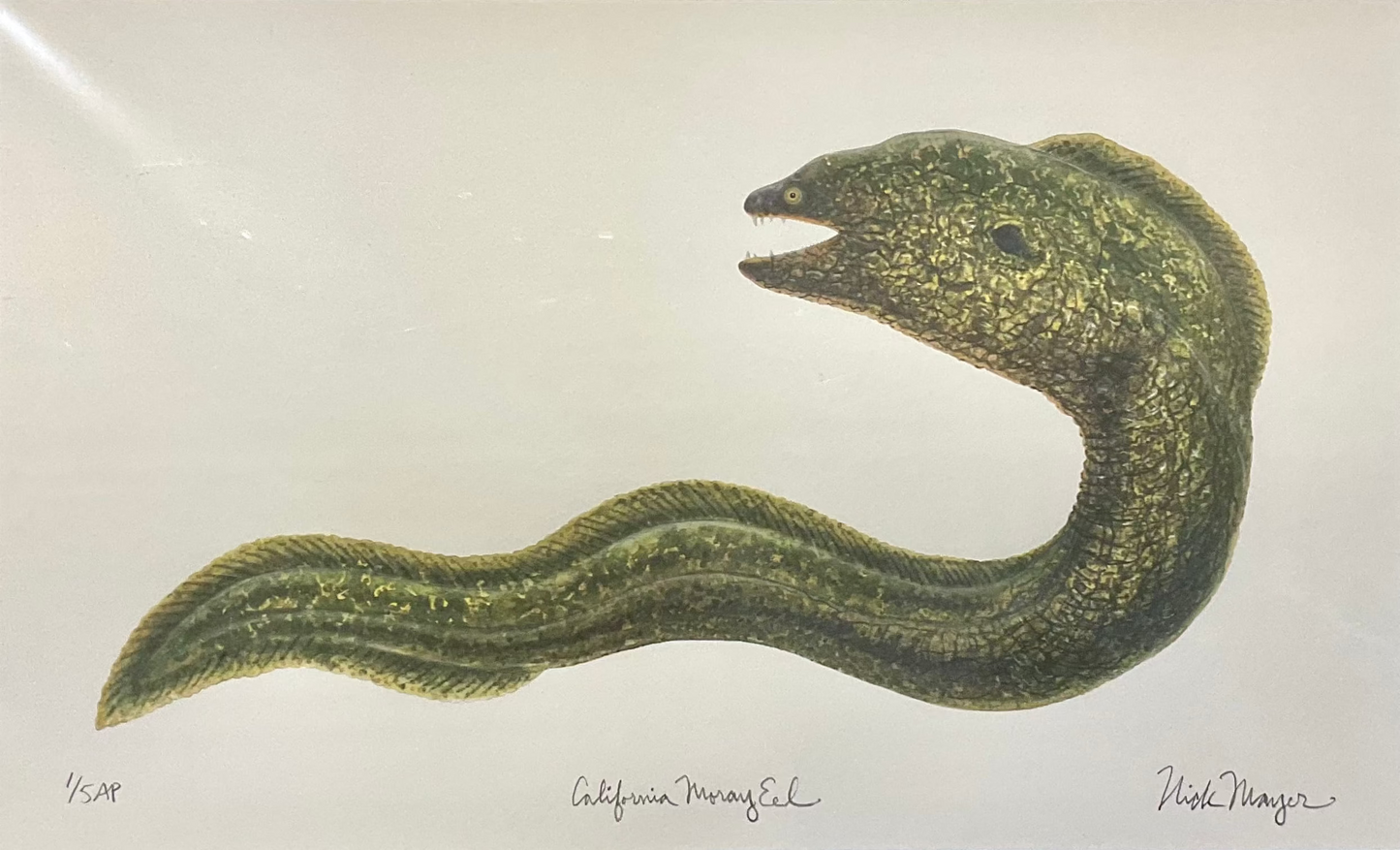 Catalina Fish Print Collection by Nick Mayer Nick Mayer Consignment Moray Eel : 13 ¾” X 20"