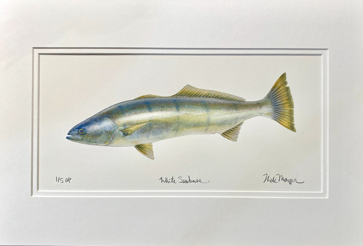 Catalina Fish Print Collection by Nick Mayer Nick Mayer Consignment White Seabass : 11 ¾" X 17 3/8”