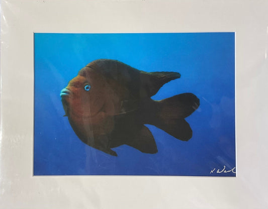 Catalina Underwater Photography D. Ho Consignment Garibaldi