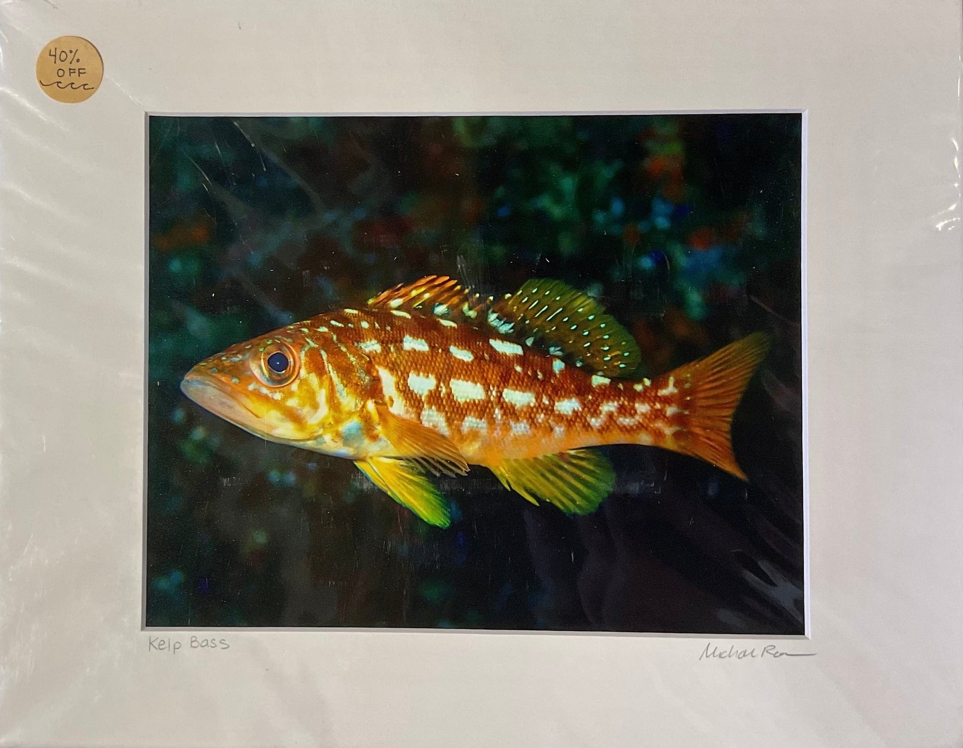 Catalina Underwater Photography D. Ho Consignment Kelp Bass