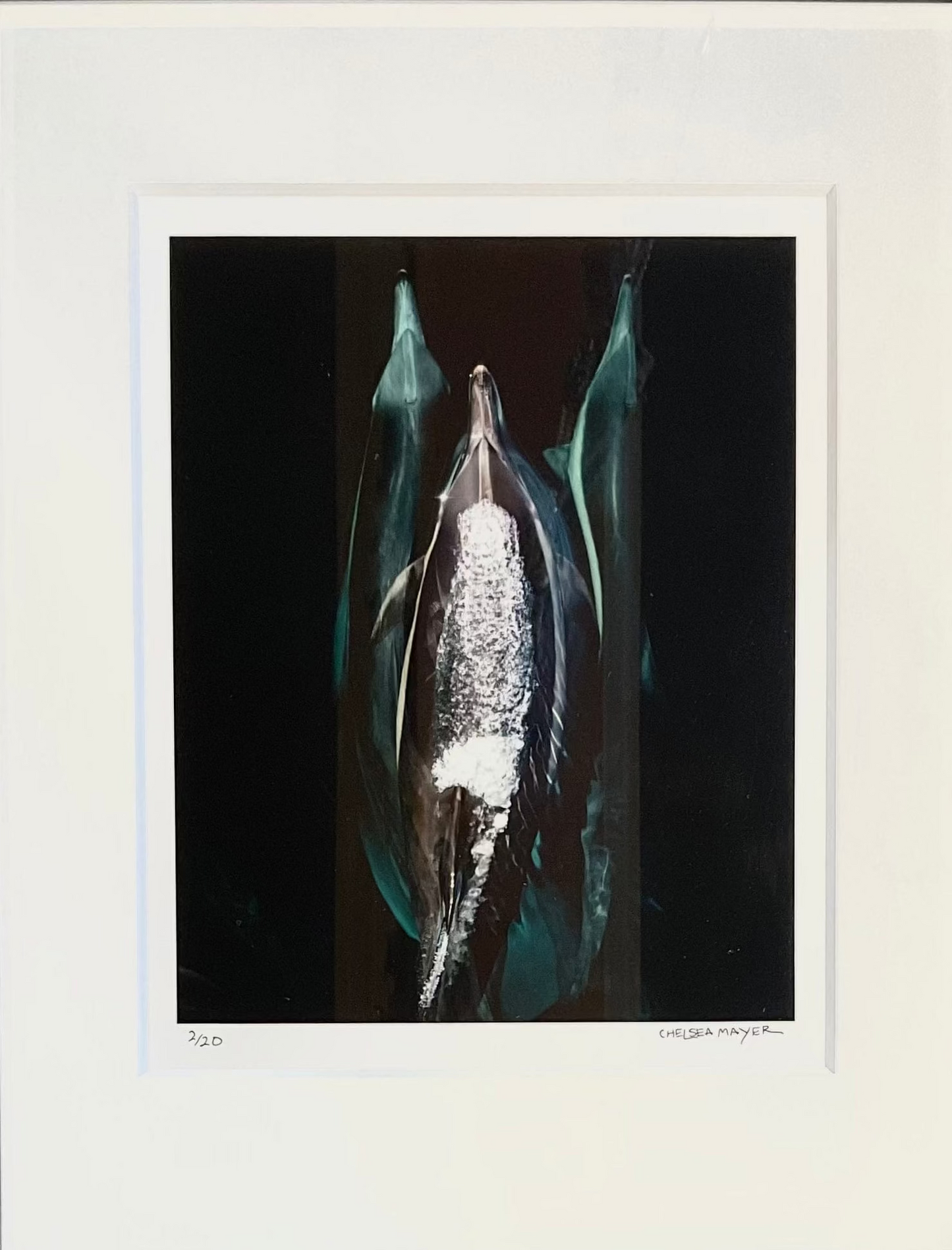 "Common Dolphin Trio" Limited Edition Print - FRAMED Chelsea Mayer Inventory