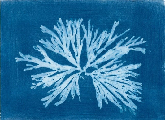 "Dictyota Study 5" Original Cyanotype O Poindexter Consignment