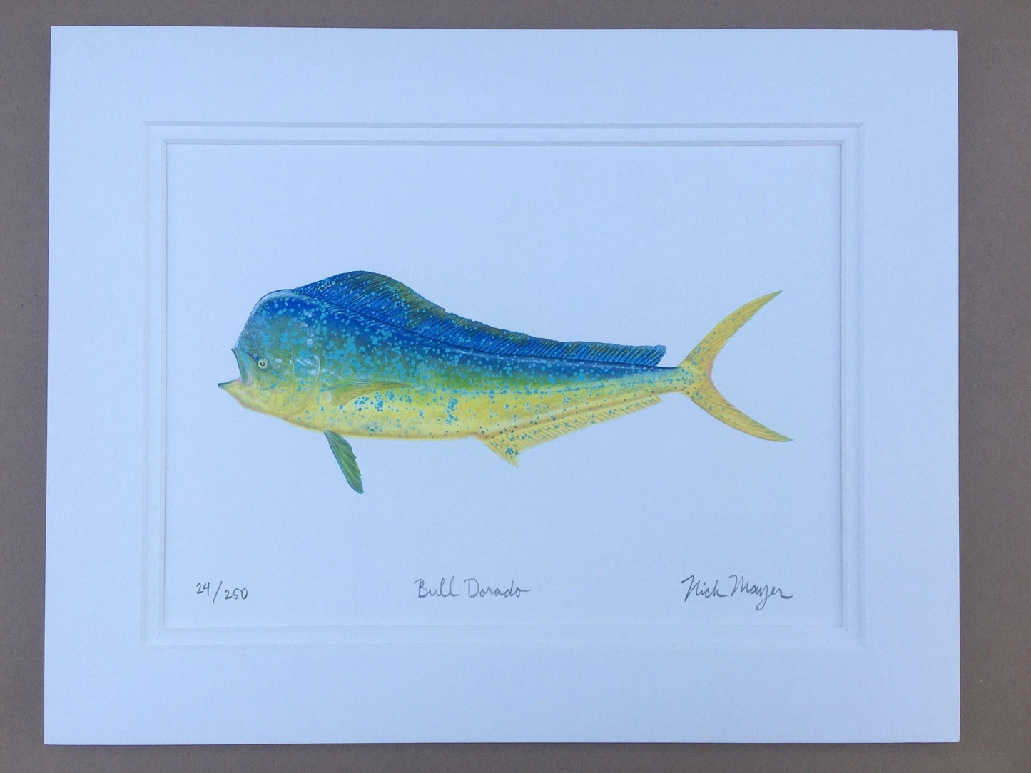 Dorado Giclee Print Nick Mayer Inventory Bull Dorado - Small: 11" x 14"