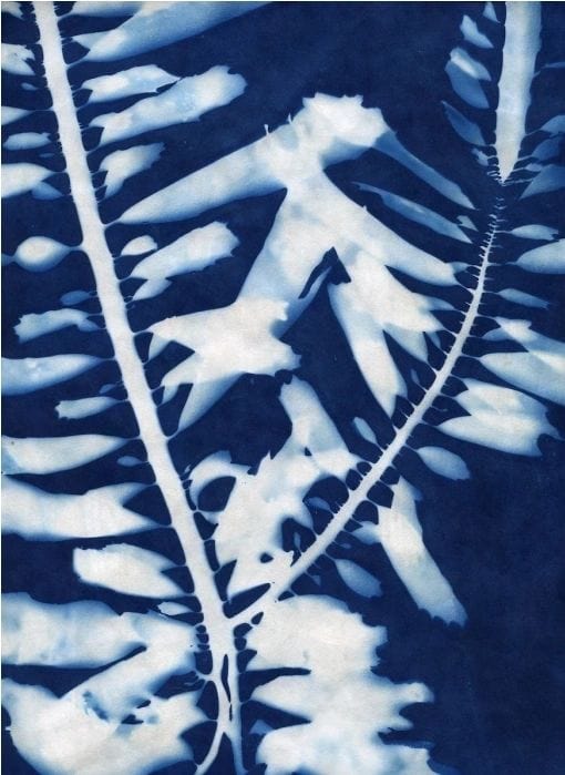 "Feather Boa Kelp Study 2" Original Cyanotype Print O Poindexter Consignment