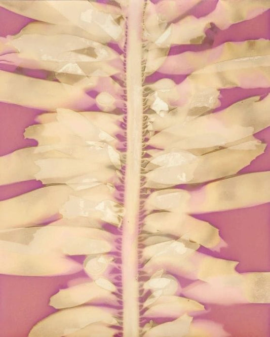 "Feather Boa Study 12" Original Cyanotype O Poindexter Consignment