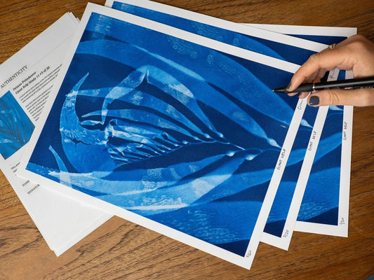 "Giant Kelp Study 11" Cyanotype Print O Poindexter Consignment