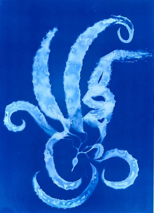 "Giant Kelp Study 50" Original Cyanotype Print O Poindexter Consignment