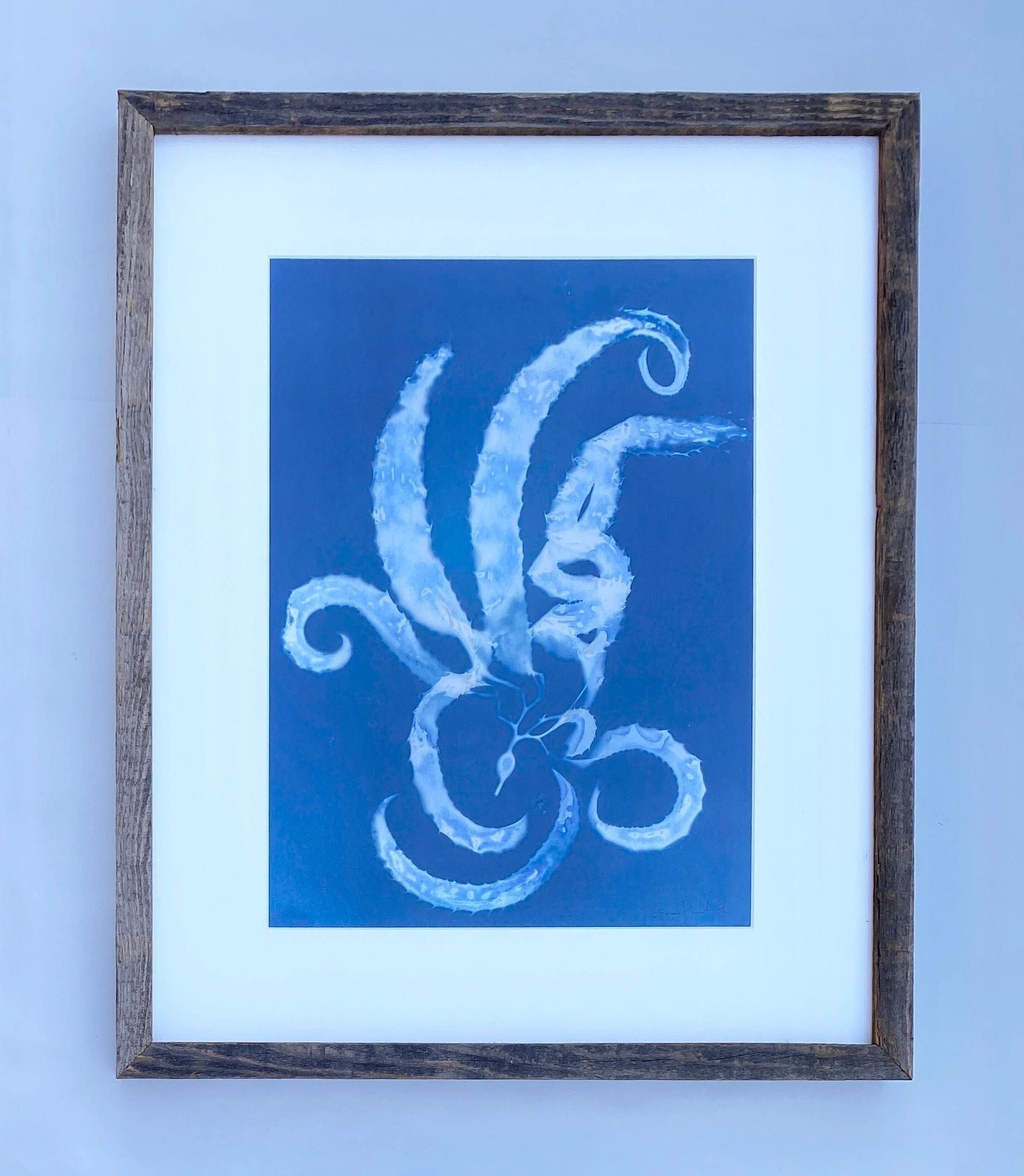 "Giant Kelp Study 50" Original Cyanotype Print O Poindexter Consignment
