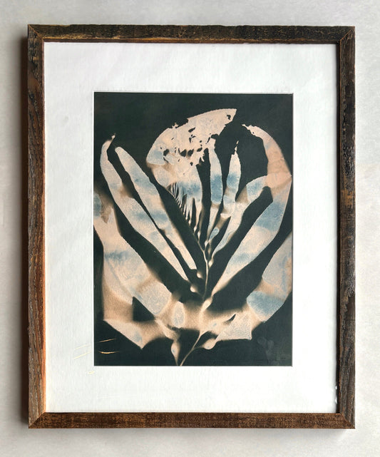 "Giant Kelp Study 61" Original Cyanotype, Avocado Toned O Poindexter Consignment
