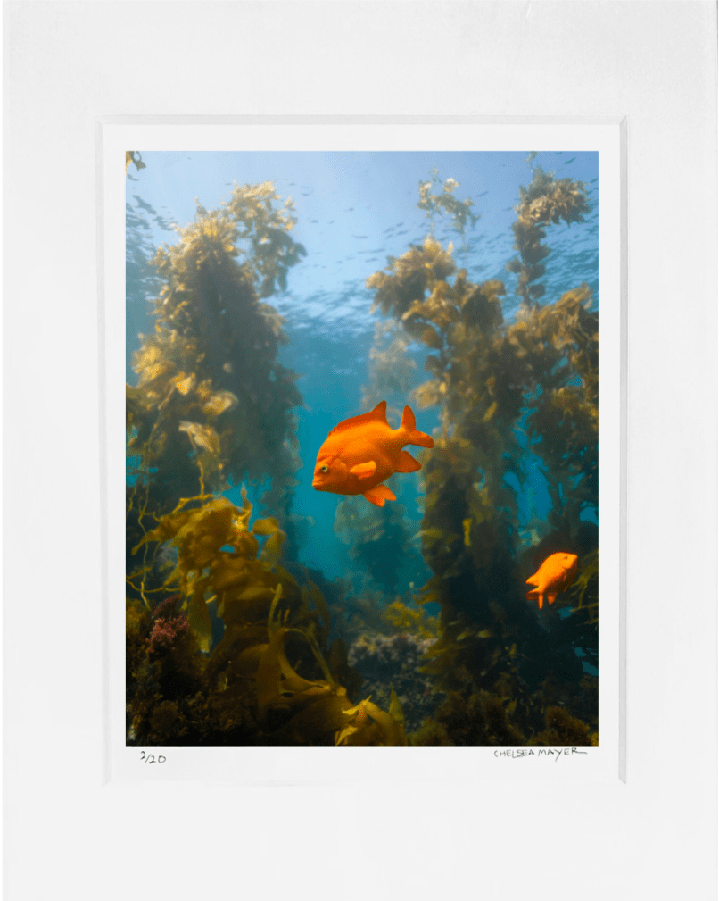 "Golden California" Limited Edition Print Chelsea Mayer Consignment