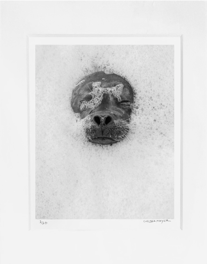 "Harbor Seal Portrait I" Limited Edition Print Chelsea Mayer Consignment