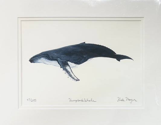 Humpback Whale Giclee Nick Mayer Inventory