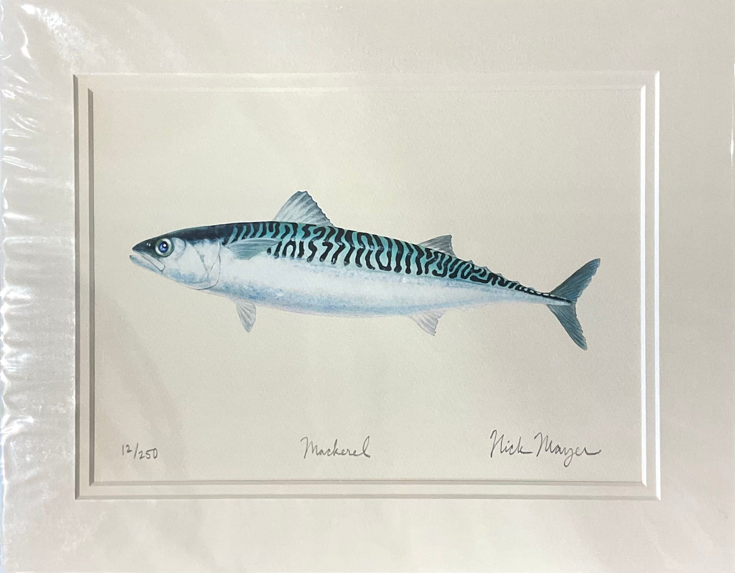 Mackerel Giclee Print Nick Mayer Inventory