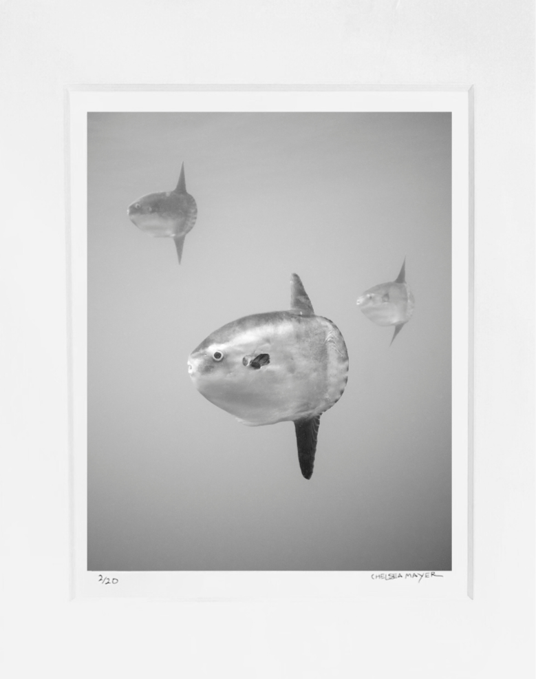 "Mola Mola Trio" Limited Edition Print Chelsea Mayer Consignment