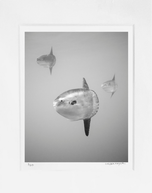 "Mola Mola Trio" Limited Edition Print Chelsea Mayer Consignment