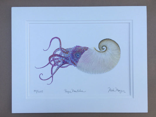 Nautilus Giclee Prints Nick Mayer Inventory Paper Nautilus - Small 11"x 14"