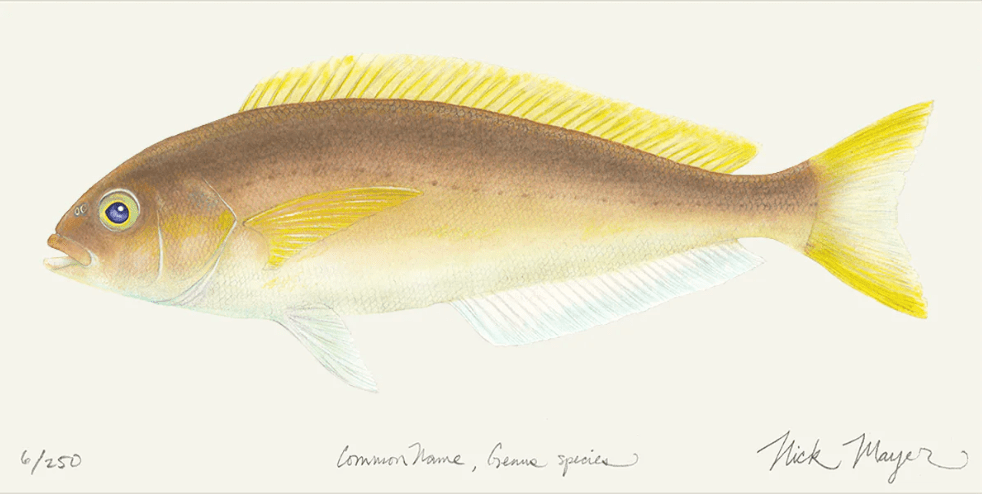 Ocean Whitefish Giclee Print Nick Mayer Inventory