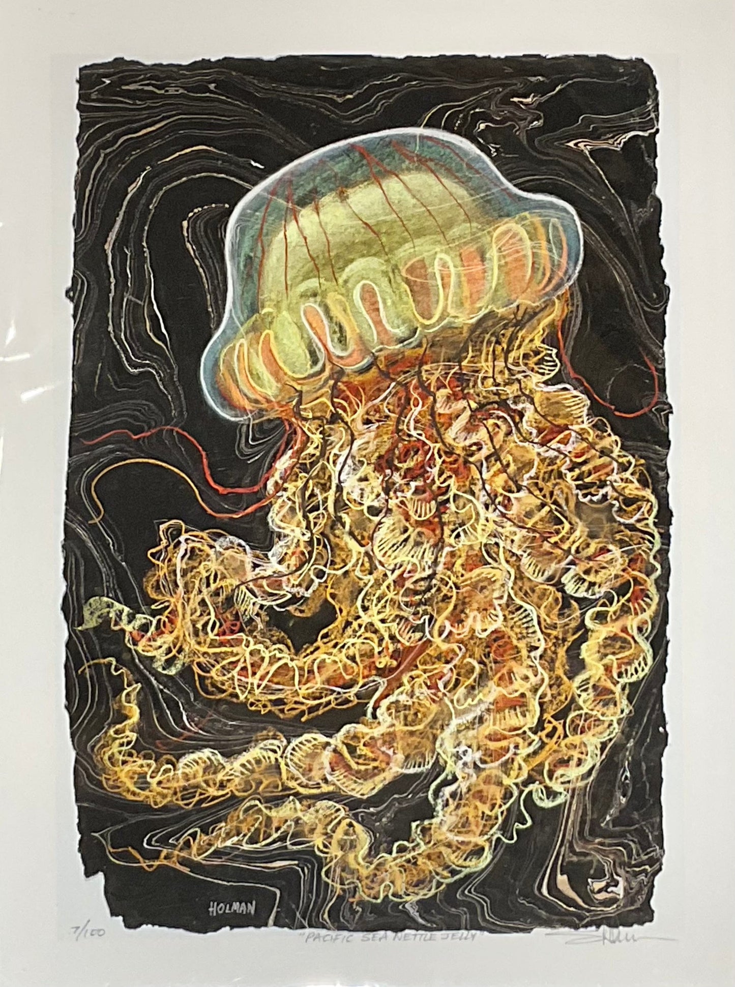 "Pacific Sea Nettle Jelly" Giclee Print Stephen Holman Consignment