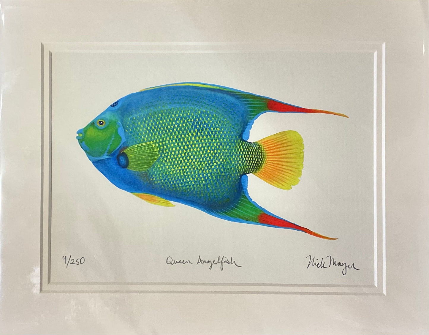 Queen Angelfish Giclee Print Nick Mayer Inventory
