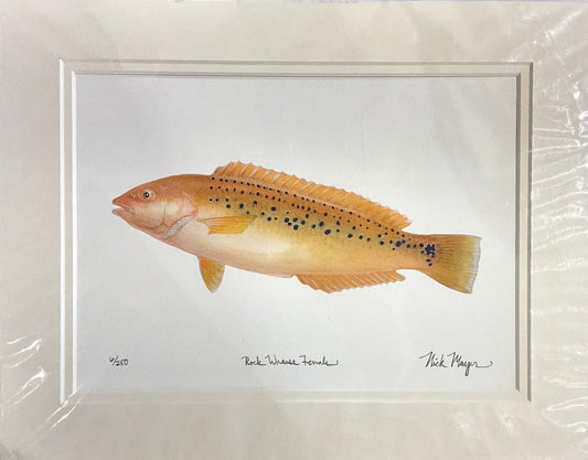 Rock Wrasse Female Giclee Print Nick Mayer Inventory