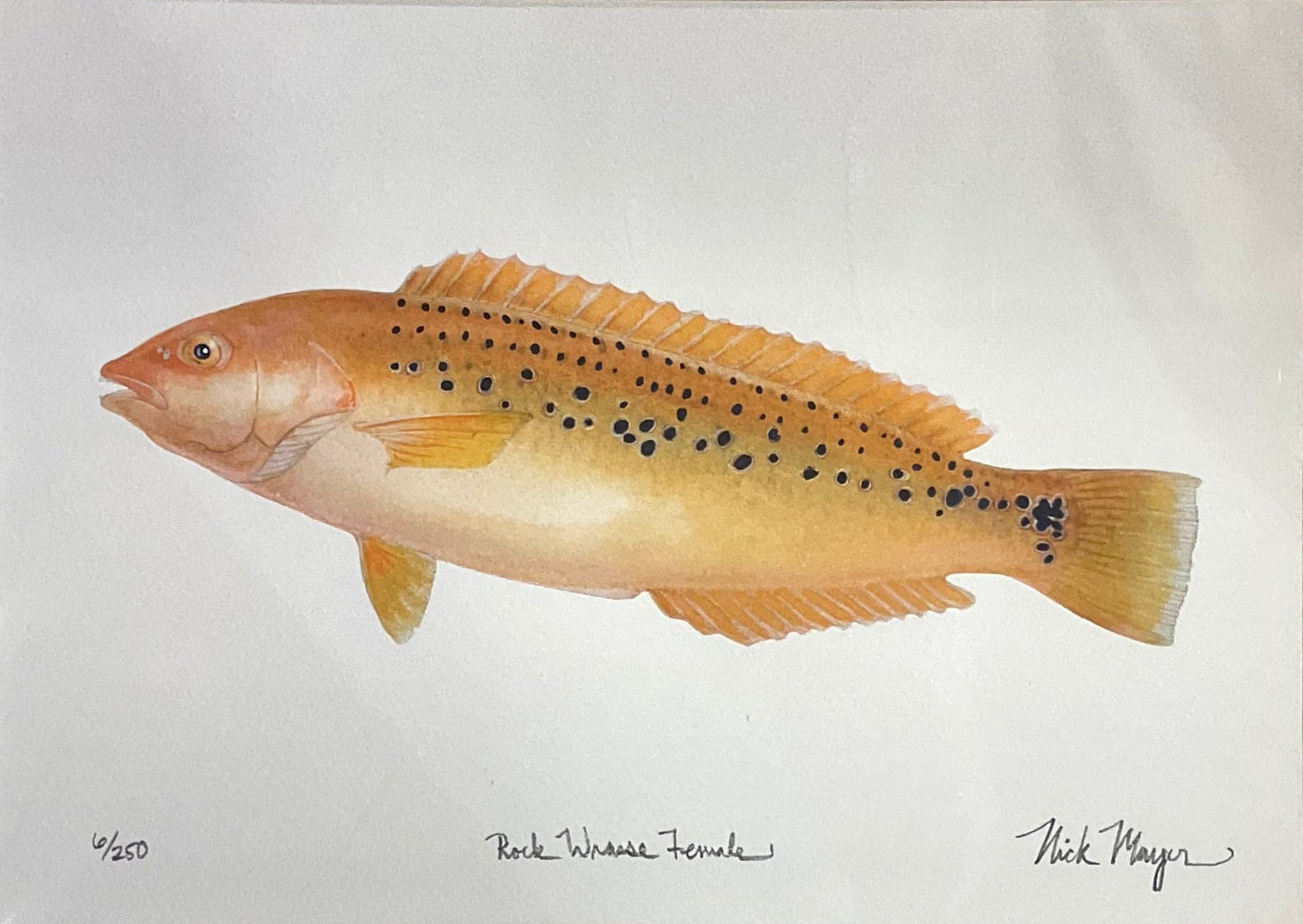 Rock Wrasse Female Giclee Print Nick Mayer Inventory