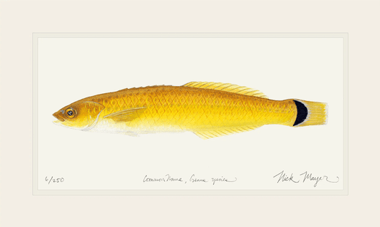 Senorita Giclee Print Nick Mayer Inventory