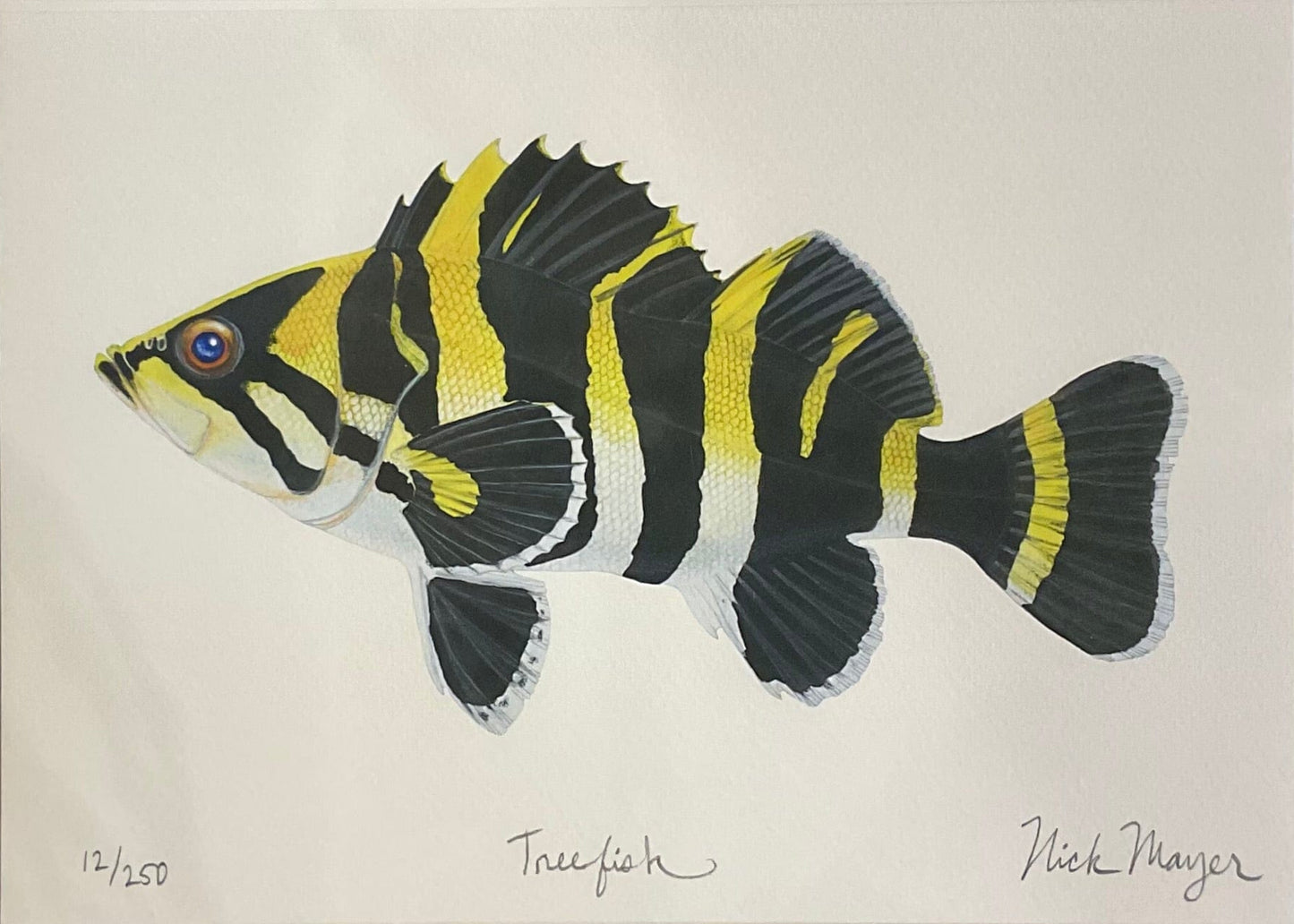 Treefish Giclee Print Nick Mayer Inventory