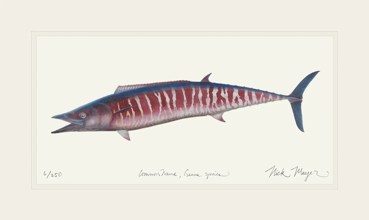Wahoo Giclee Print Nick Mayer Inventory