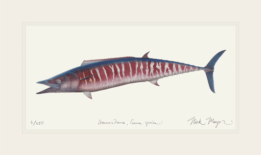 Wahoo Giclee Print Nick Mayer Inventory