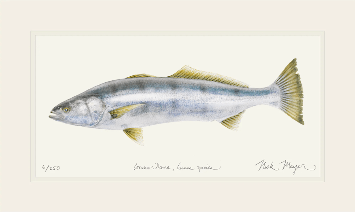 White Seabass Giclee Print Nick Mayer Inventory