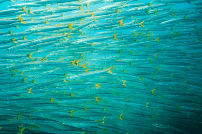 "Barracuda Ball" Limited Edition Print Chelsea Mayer Consignment