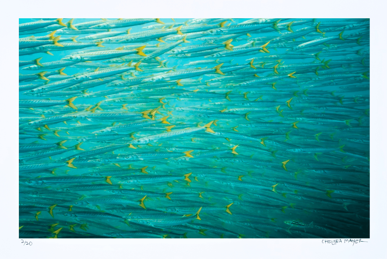 "Barracuda Ball" Limited Edition Print Chelsea Mayer Consignment