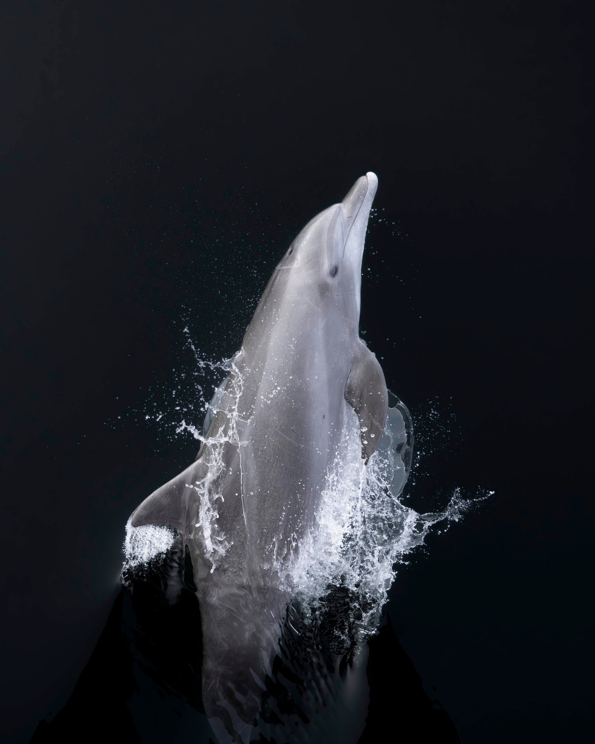 "Bottlenose Dolphin Portrait" Limited Edition Print Chelsea Mayer Consignment