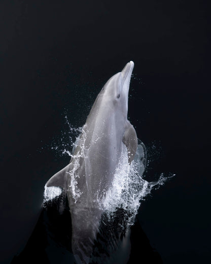 "Bottlenose Dolphin Portrait" Limited Edition Print Chelsea Mayer Consignment
