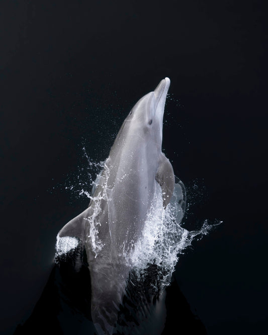 "Bottlenose Dolphin Portrait" Limited Edition Print Chelsea Mayer Consignment