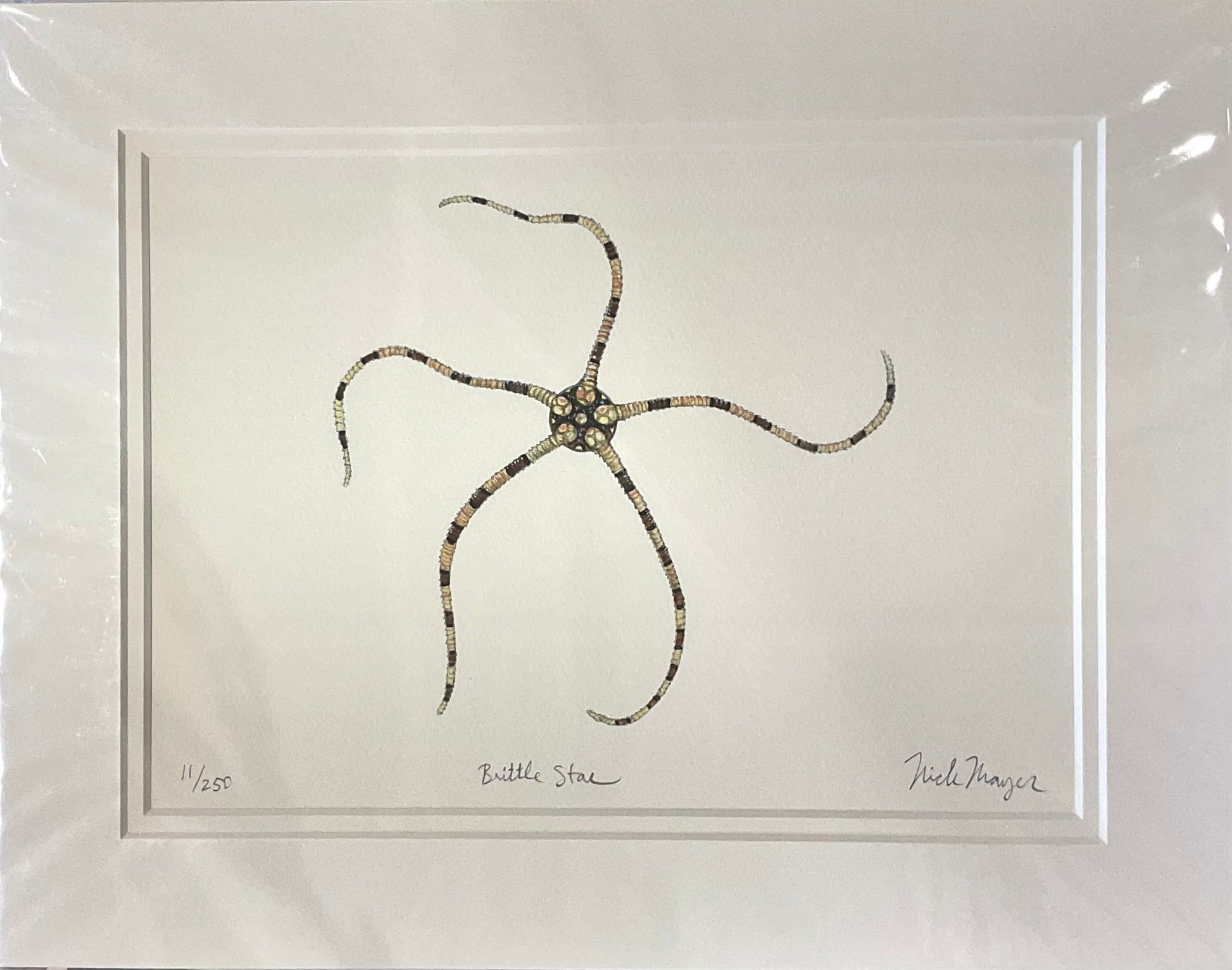 Brittle Star Giclee Print Nick Mayer Inventory