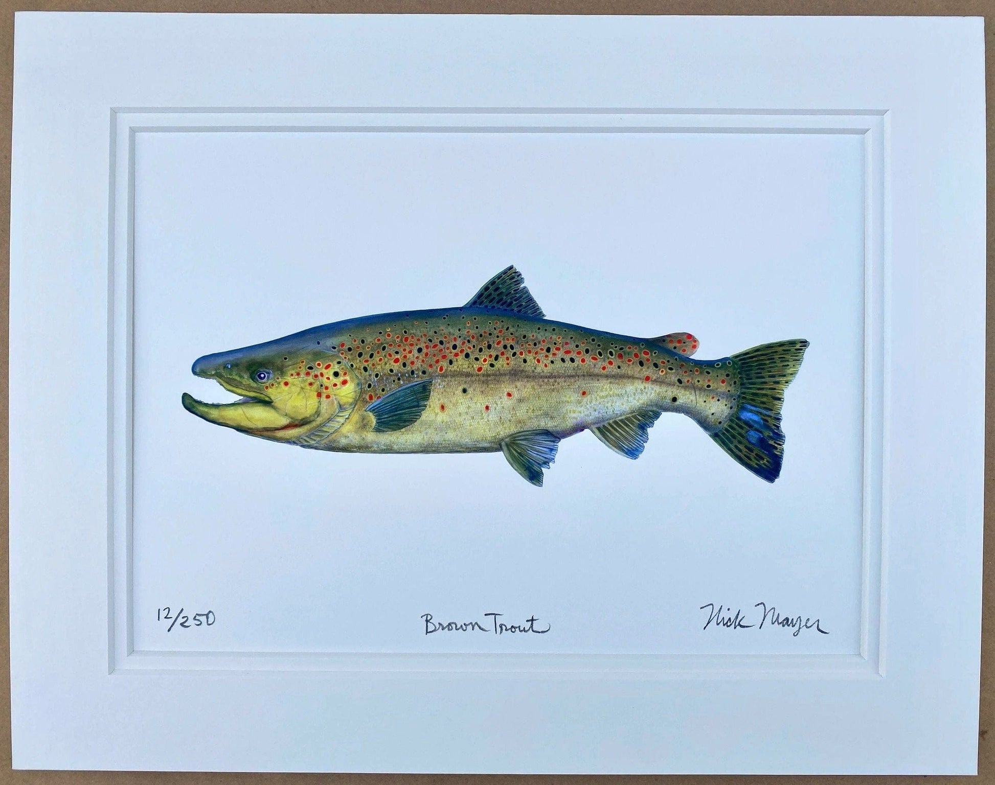 Brown Trout Giclee Print Nick Mayer Inventory