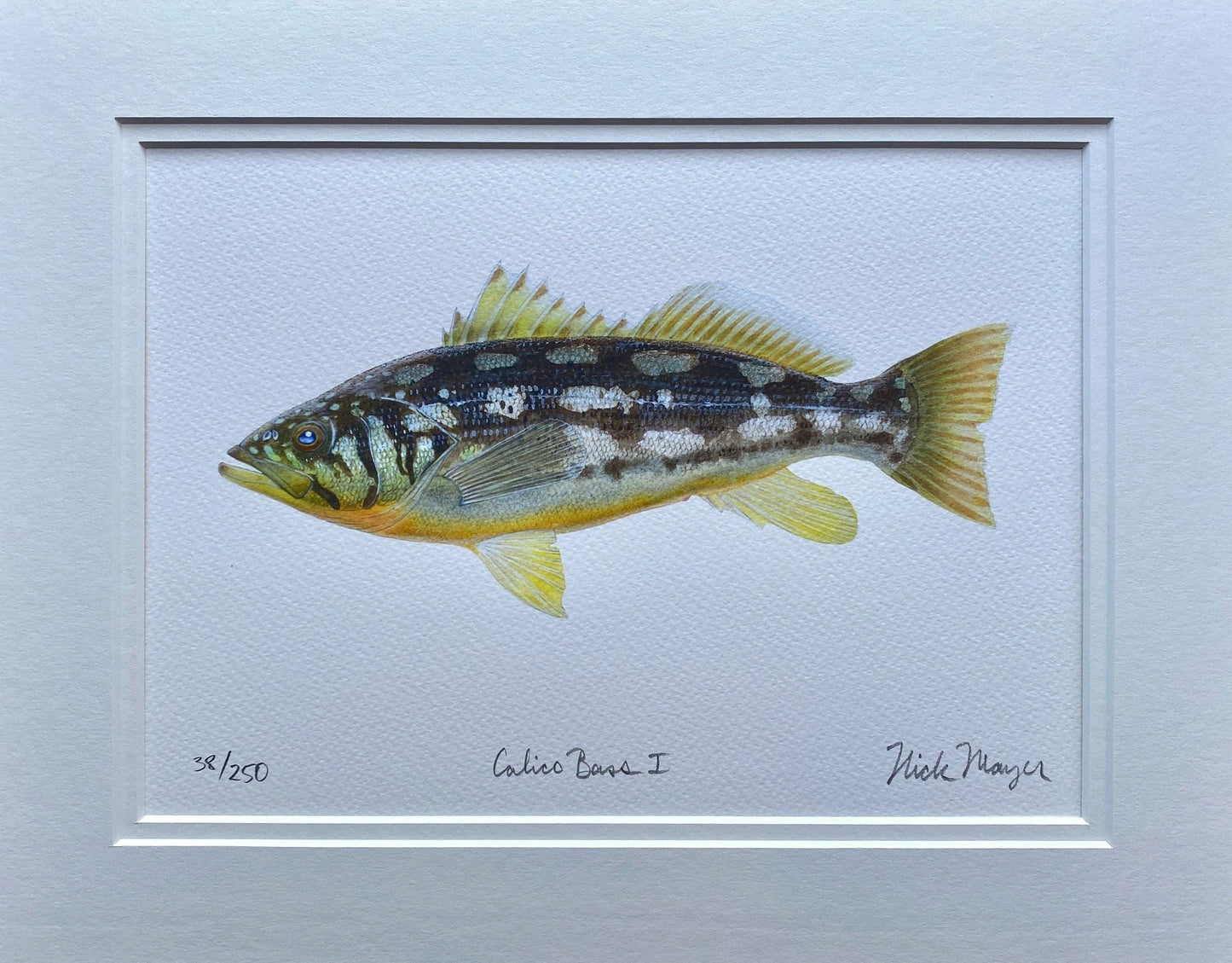 Calico Bass Giclee Print Nick Mayer Consignment Calico I