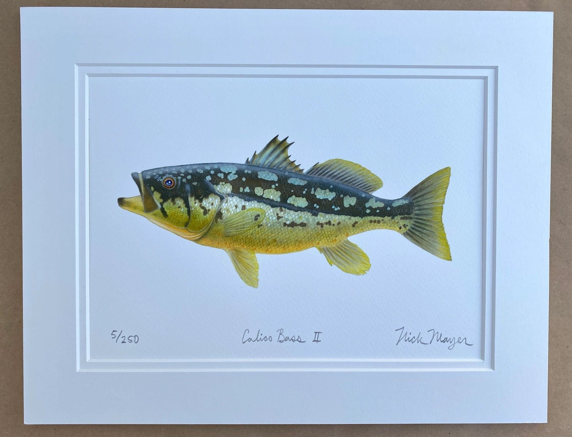Calico Bass Giclee Print Nick Mayer Consignment Calico II