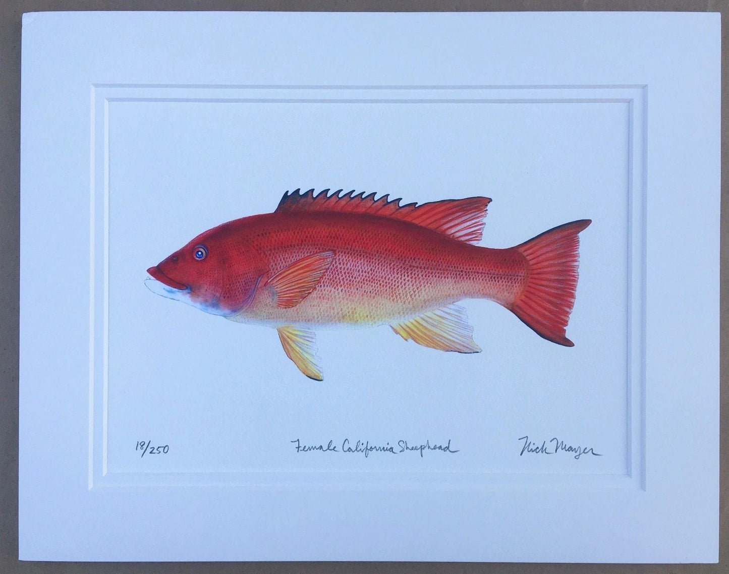 California Sheephead Giclee Print Nick Mayer Inventory Female Sheephead - 11" x 14"