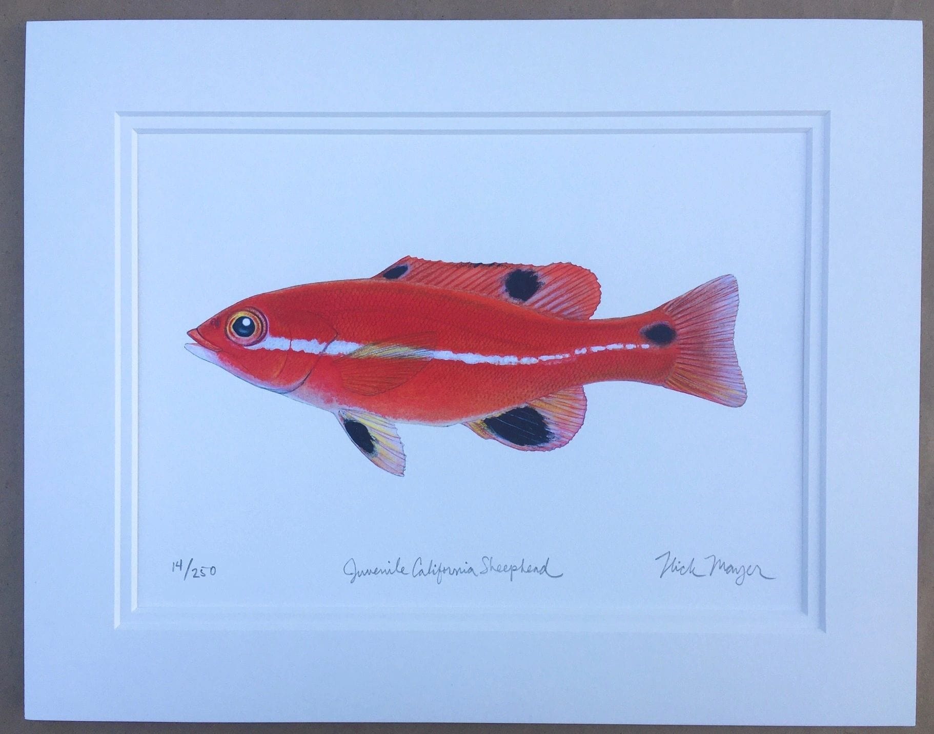 California Sheephead Giclee Print Nick Mayer Inventory Juvenile Sheephead - 11" x 14"