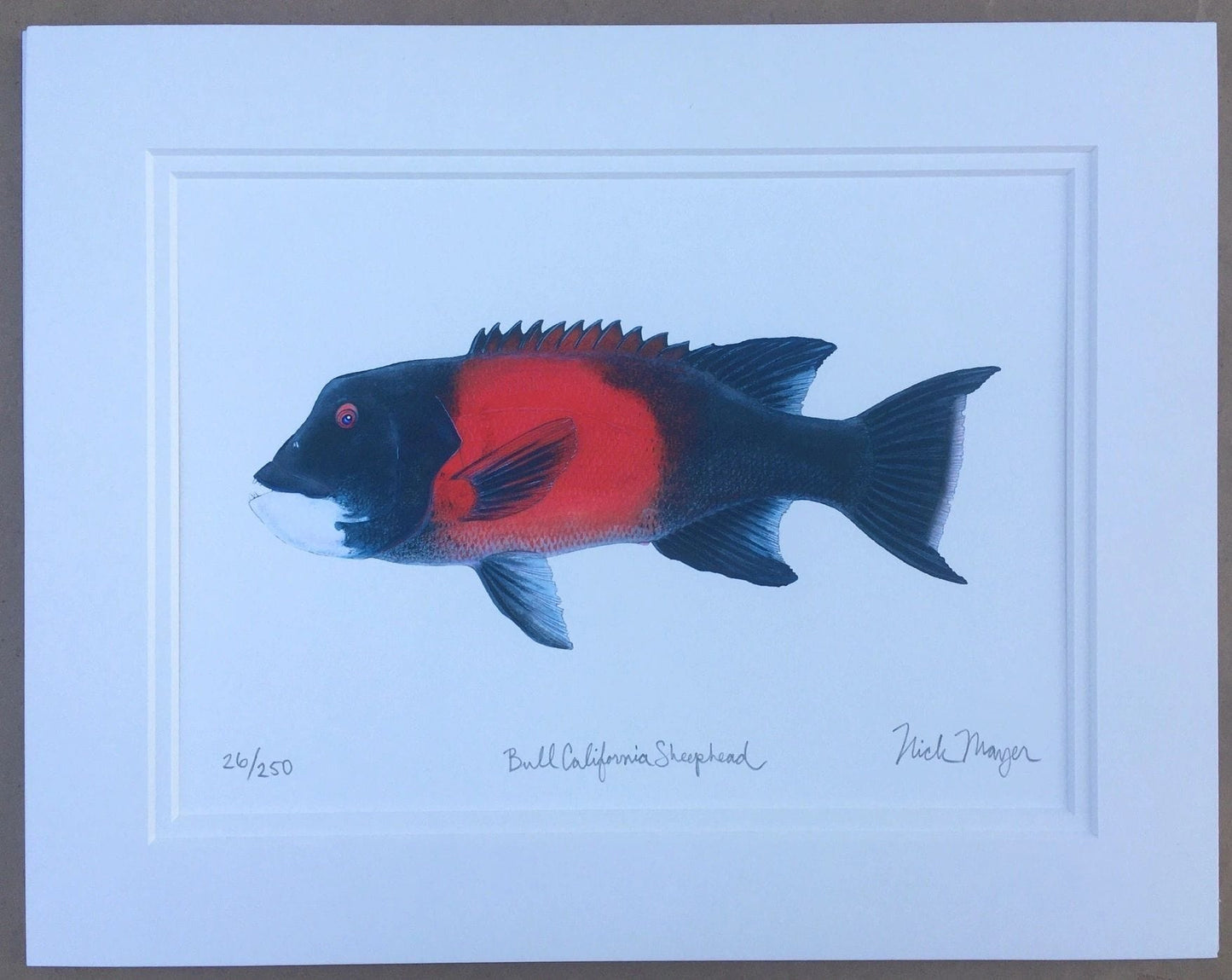 California Sheephead Giclee Print Nick Mayer Inventory Male Sheephead - 11" x 14"