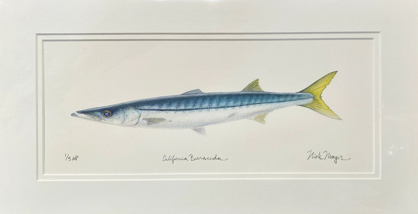 Catalina Fish Print Collection by Nick Mayer Nick Mayer Consignment Barracuda : 9 ¾" X 18 ¼"