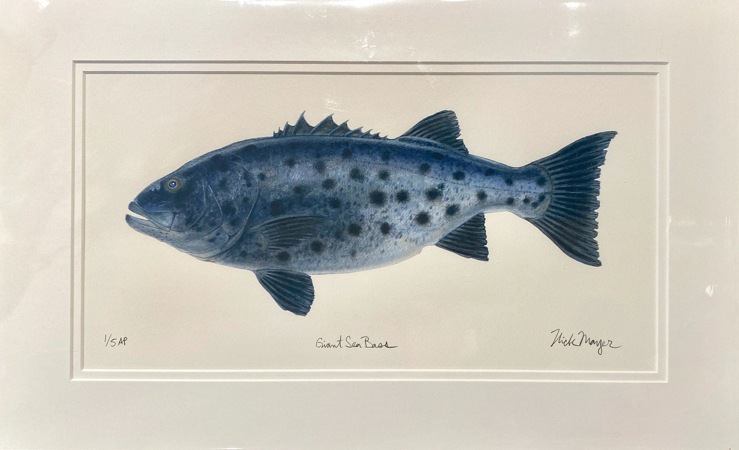 Catalina Fish Print Collection by Nick Mayer Nick Mayer Consignment Giant Black Seabass : 12" X 19 ½ "