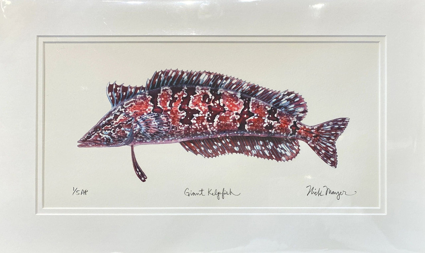 Catalina Fish Print Collection by Nick Mayer Nick Mayer Consignment Giant Kelpfish : 11"X 18 ¼"