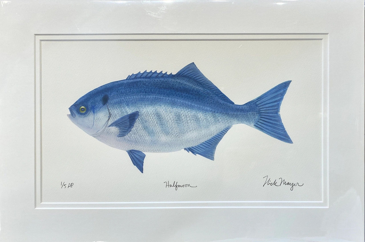 Catalina Fish Print Collection by Nick Mayer Nick Mayer Consignment Half Moon : 11 ¾" X 17 ¼"