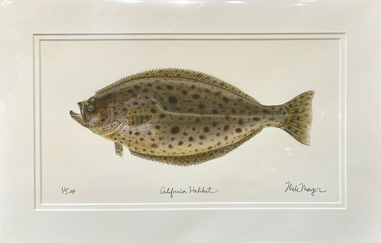 Catalina Fish Print Collection by Nick Mayer Nick Mayer Consignment Halibut : 11 ¾" X 18 ¼"