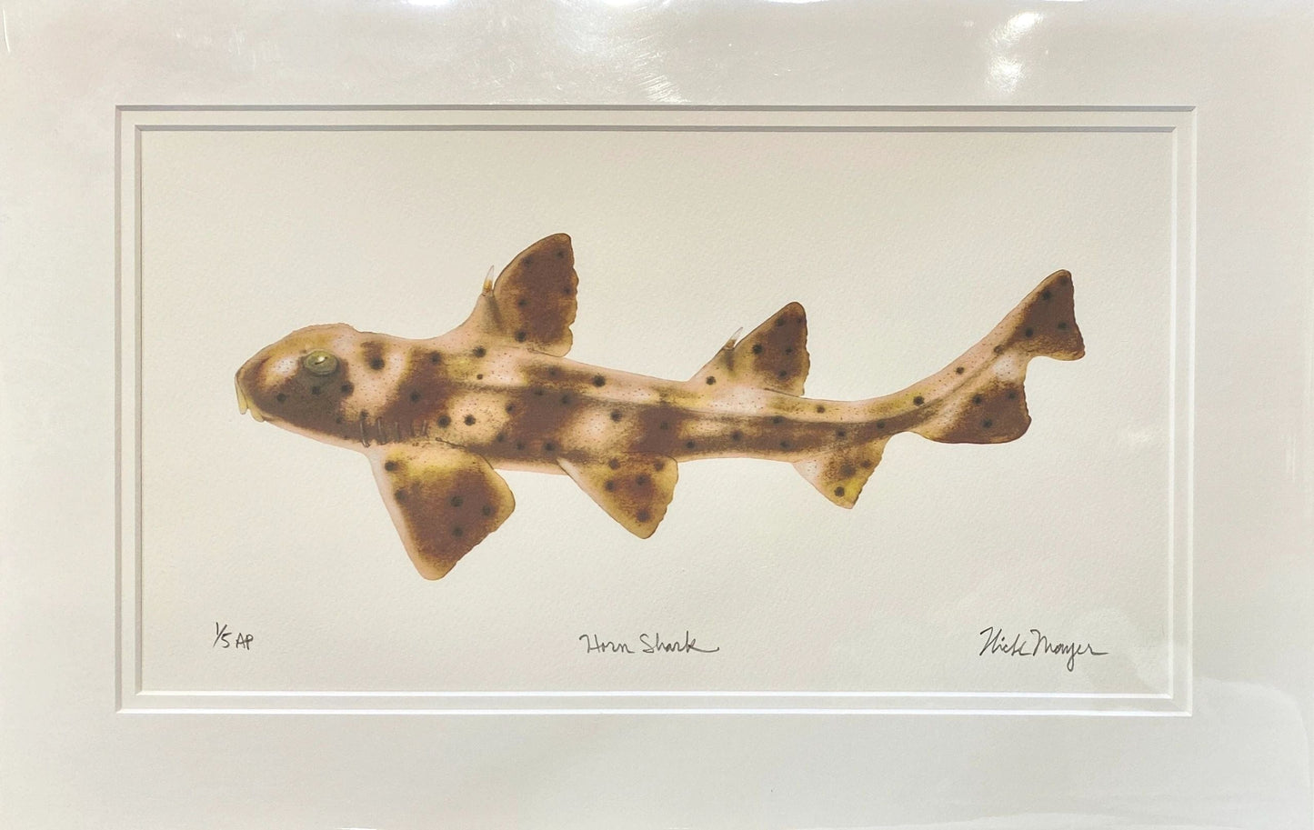 Catalina Fish Print Collection by Nick Mayer Nick Mayer Consignment Horn Shark : 11 ¾" X 18 ¼"